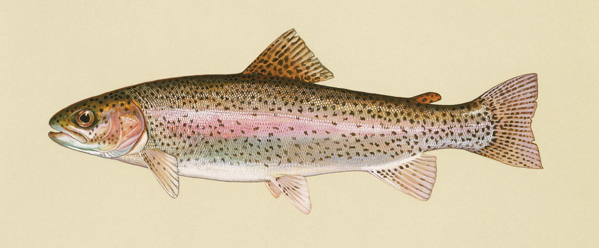 Psbag caly –  Rainbow Trout